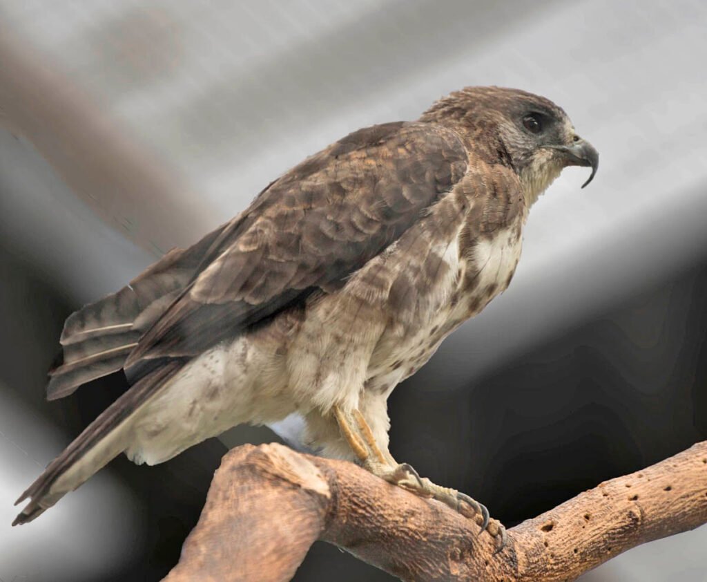 ‘Io (Buteo solitarius)