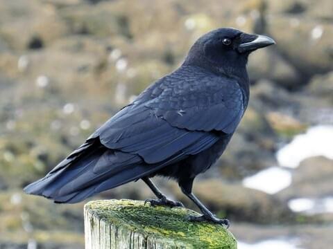 American Crow