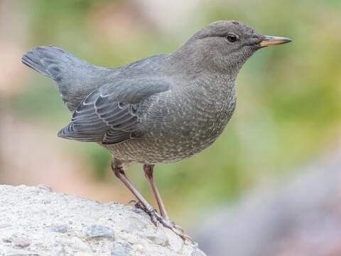 American Dipper