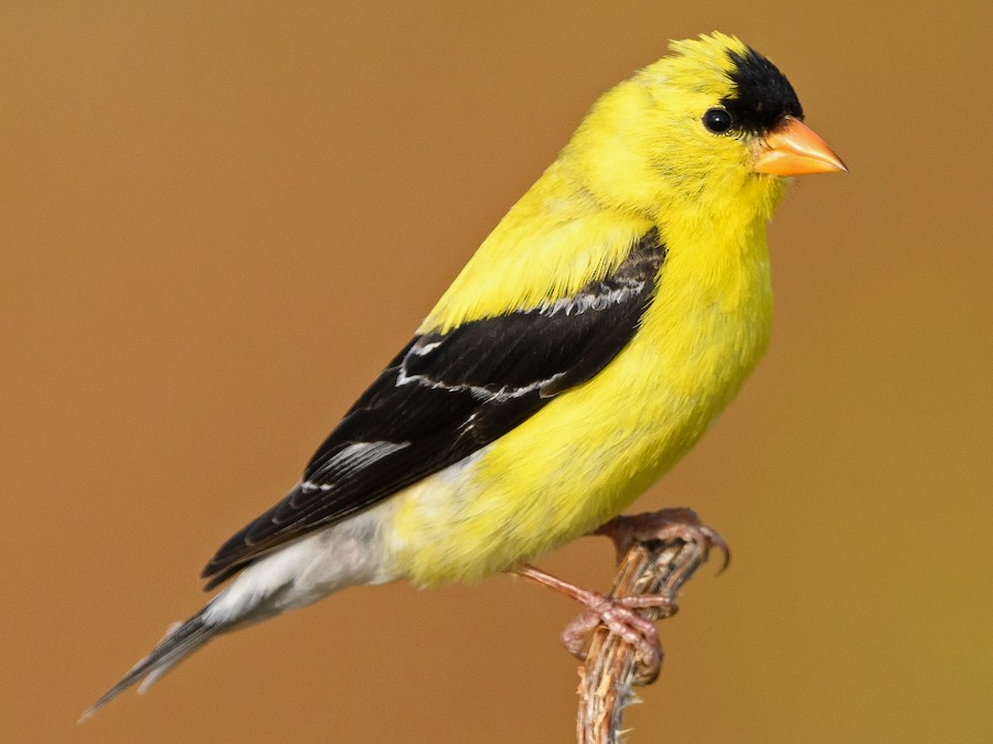 American Goldfinch