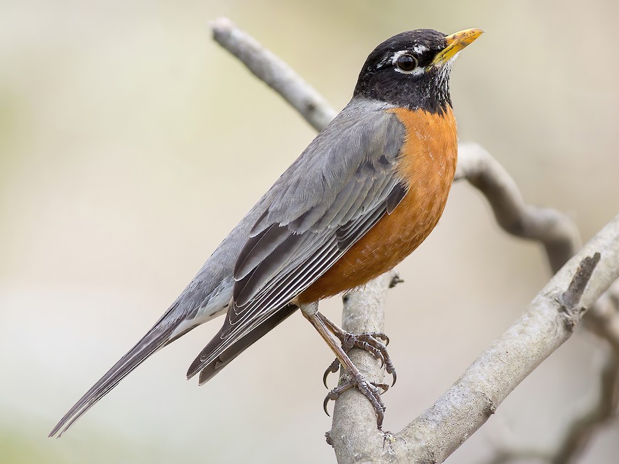 16 Popular Birds You Can Spot in New York