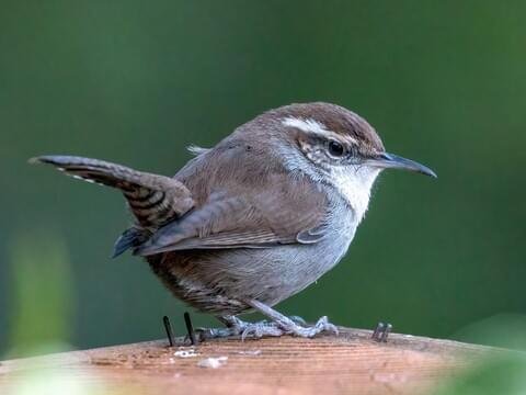 Bewick's Wren