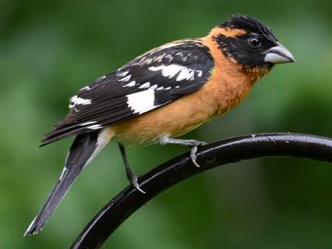 Black-headed Grosbeak