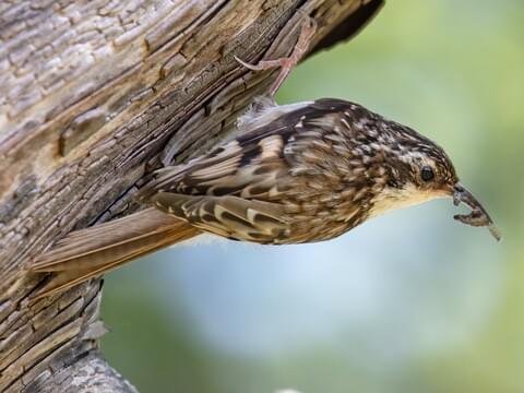 Brown Creeper