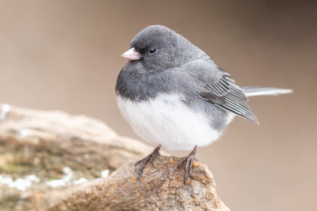 Dark-eyed Junco