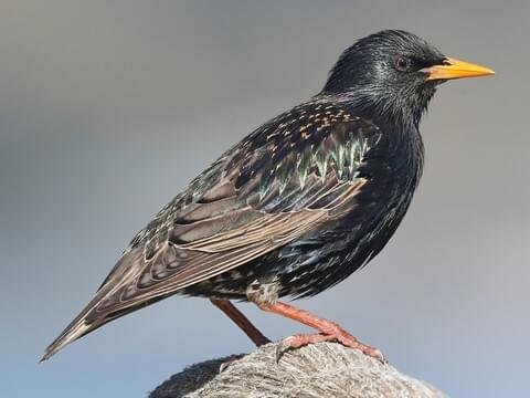 European Starling