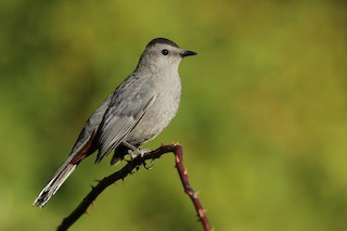 Gray Catbird