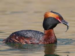 Horned Grebe