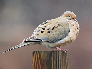 Mourning Dove