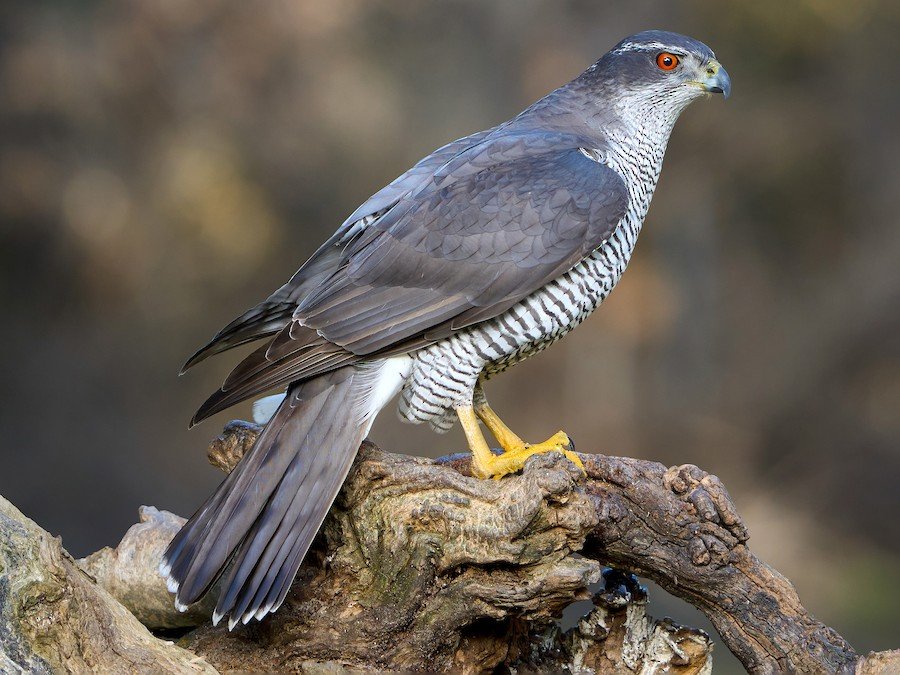 Northern Goshawk