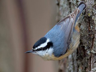 Red-Breasted Nuthatch