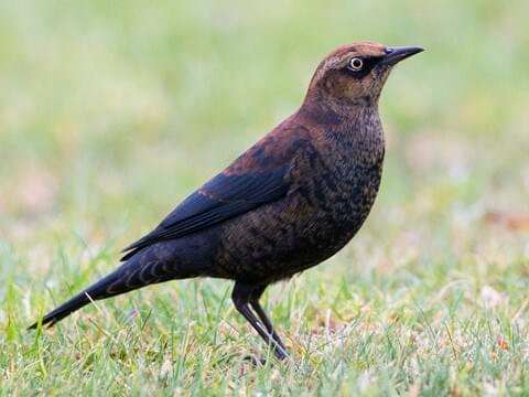 Rusty Blackbird