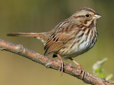 Song Sparrow 