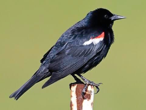 Tricolored Blackbird