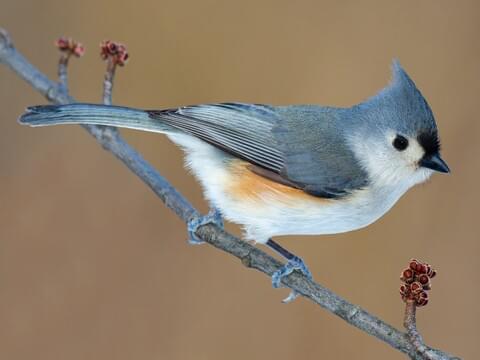 Tufted Titmouse