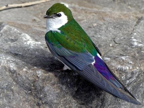 Violet Green Swallow