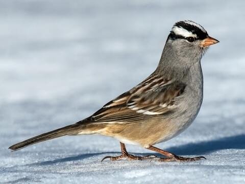 White Crowned Sparrow