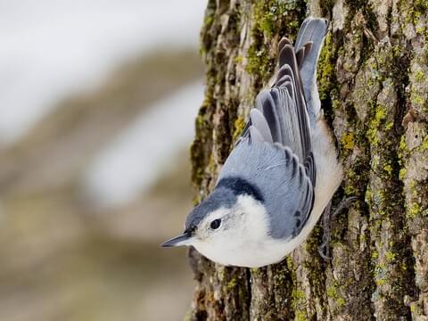 White-breasted Nuthatch