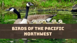 Birds of the Pacific Northwest