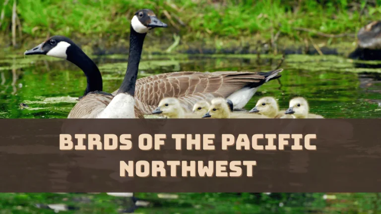 Birds of the Pacific Northwest