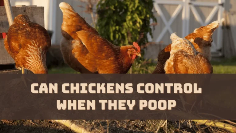 Can Chickens Control When They Poop