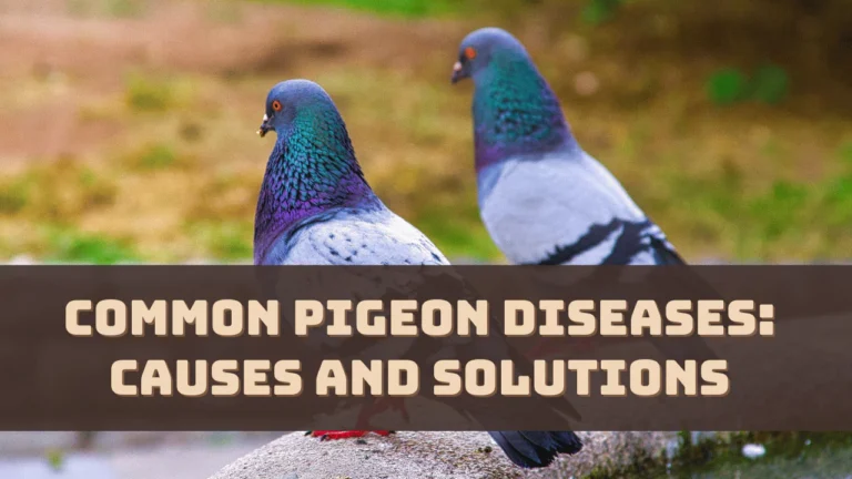 Common Pigeon Diseases