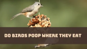 Do Birds Poop Where They Eat