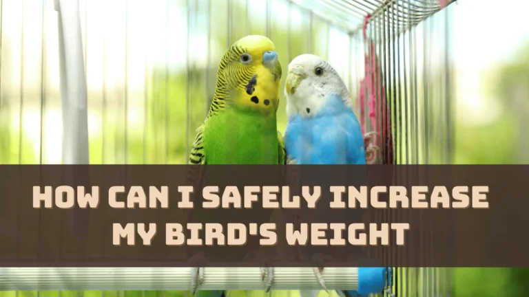 How Can I Safely Increase My Bird's Weight