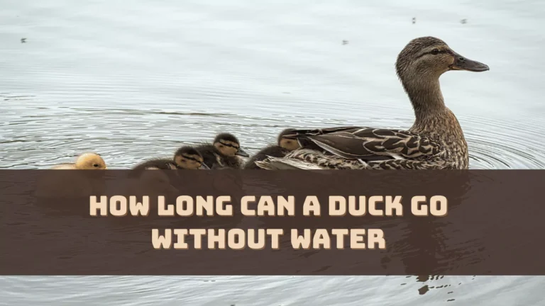 How Long Can a Duck Go Without Water