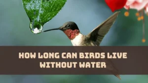 How Long Can Birds Live Without Water