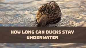 How Long Can Ducks Stay Underwater