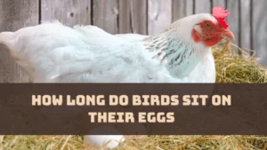 How Long Do Birds Sit on Their Eggs