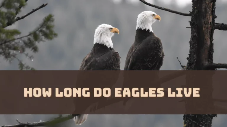 How Long Do Eagles Live