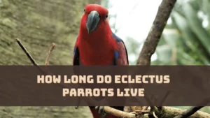 How Long Do Eclectus Parrots Live