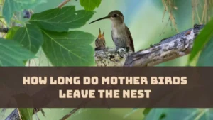 How Long Do Mother Birds Leave The Nest