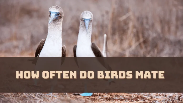 How Often Do Birds Mate