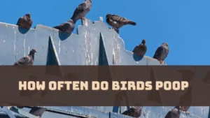 How Often Do Birds Poop