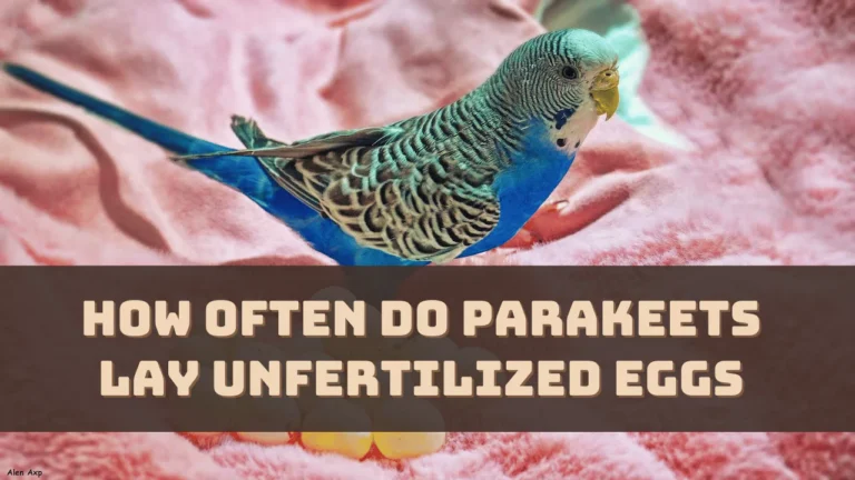 How Often Do Parakeets Lay Unfertilized Eggs