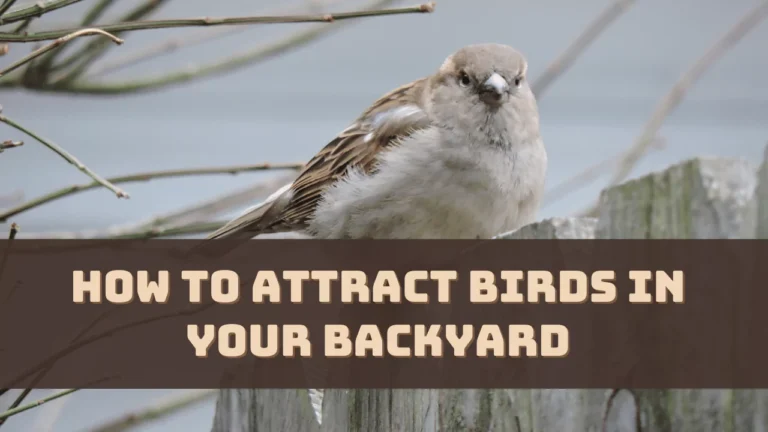 How to Attract Birds in Your Backyard