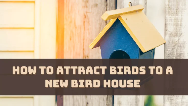 How to Attract Birds to a New Bird House