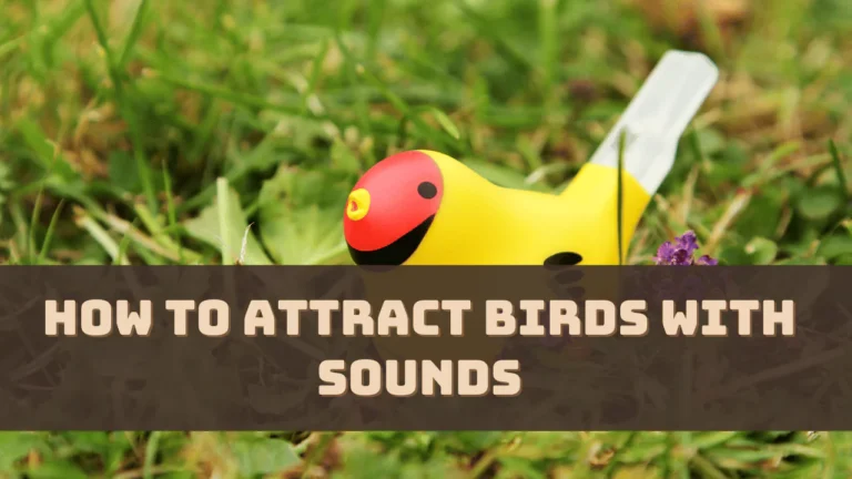 How to Attract Birds With Sounds