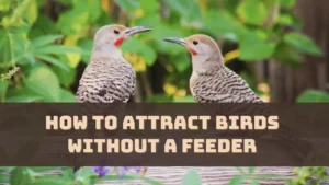 How to Attract Birds Without a Feeder