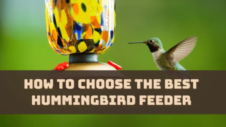 How to Choose the Best Hummingbird Feeder