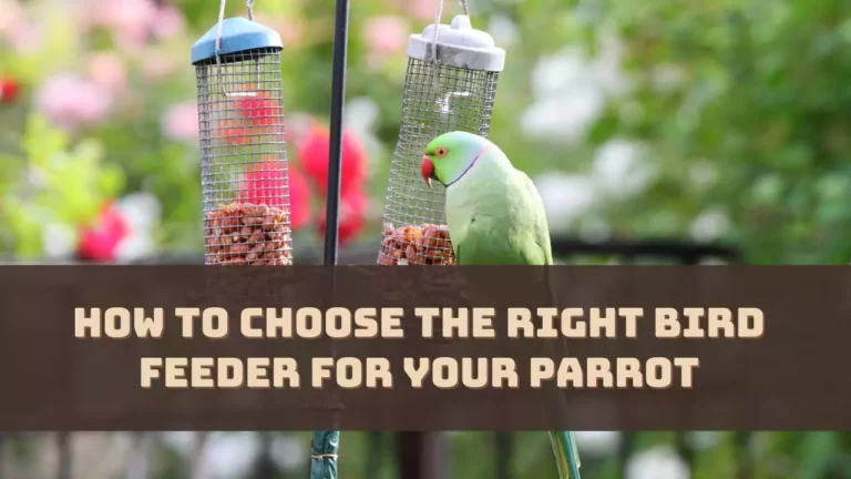 How to Choose the Right Bird Feeder for Your Parrot