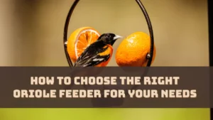 How to Choose the Right Oriole Feeder for Your Needs