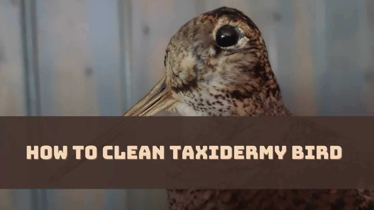 How To Clean Taxidermy Birds