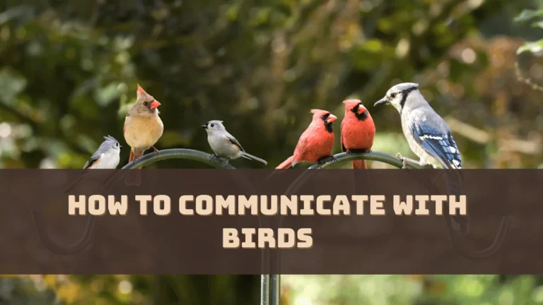 How To Communicate With Birds