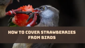 How To Cover Strawberries From Birds