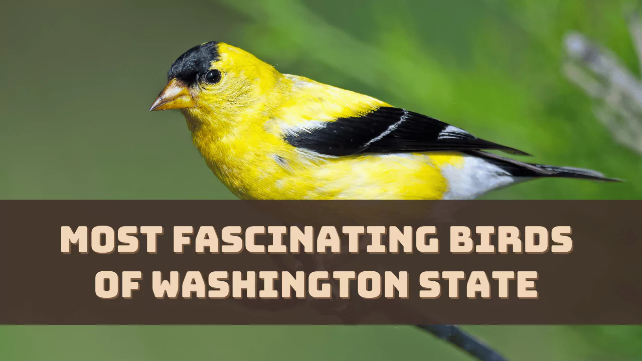 Most Fascinating Birds of Washington State