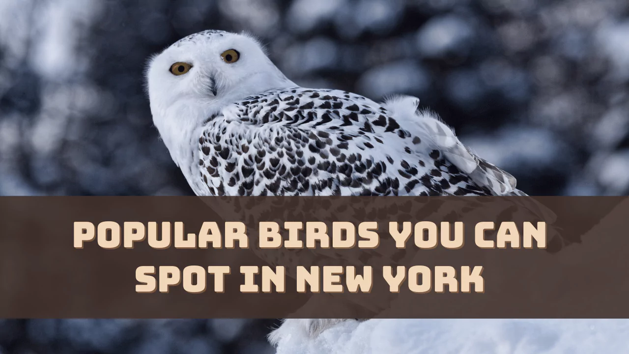 Popular Birds You Can Spot in New York